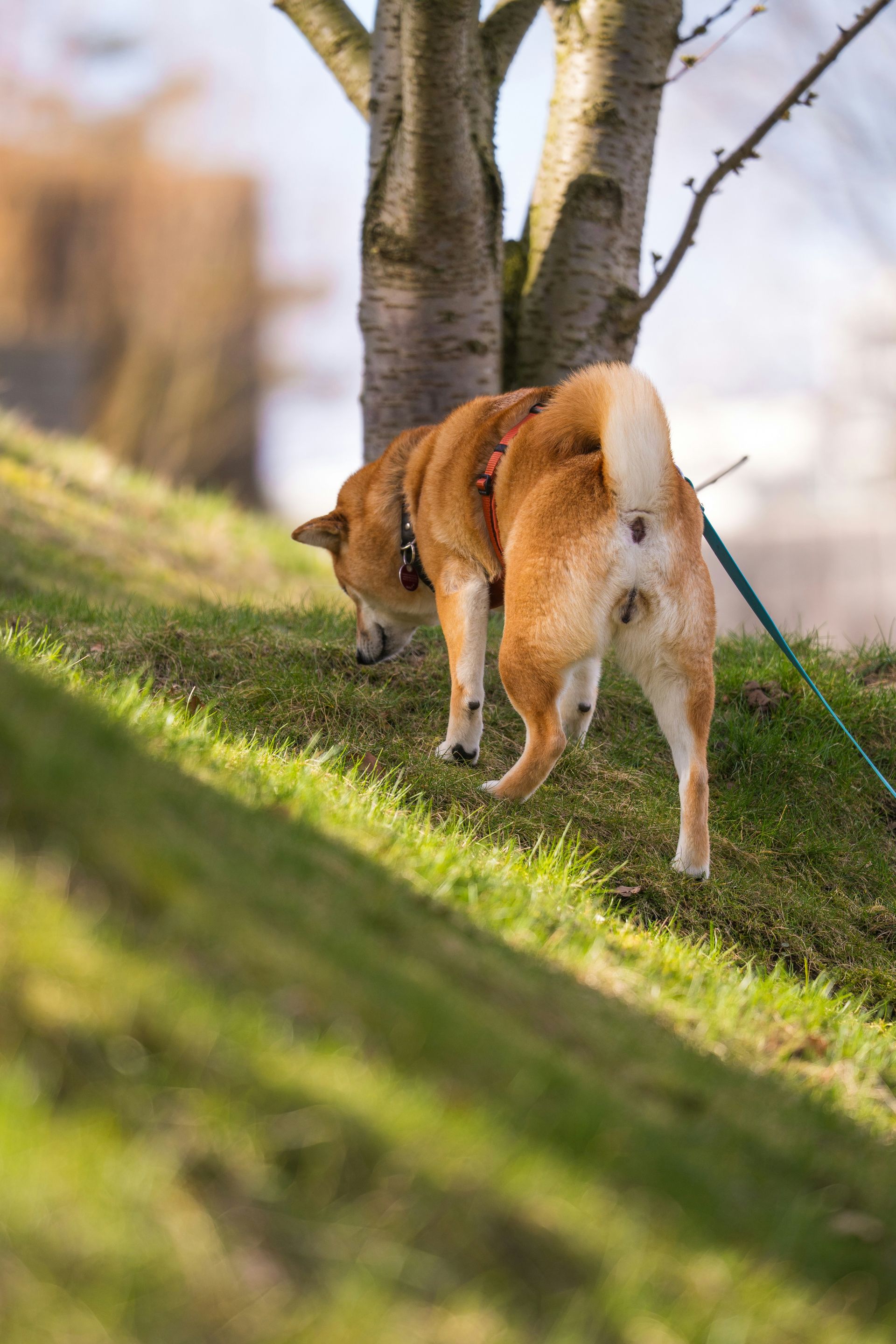 A shiba inu dog walks on a grassy hill